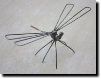 [ Another dragonfly. I thin ... ]