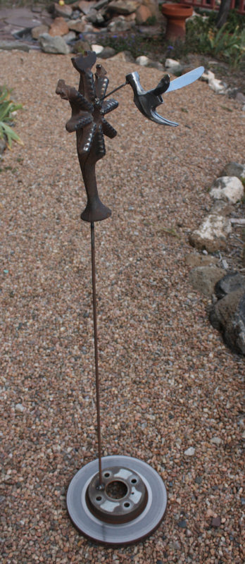 [Medium-large hummingbird  ...]