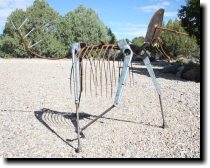 [ Large triceratops ]